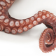 Image for article titled Detached octopus arms show awareness, react to danger